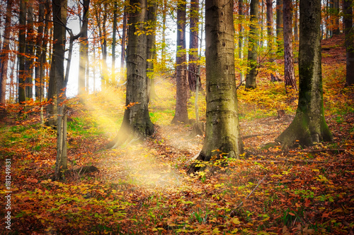 Wald im Herbst mit Sonnenstrahlen © Digitalpress