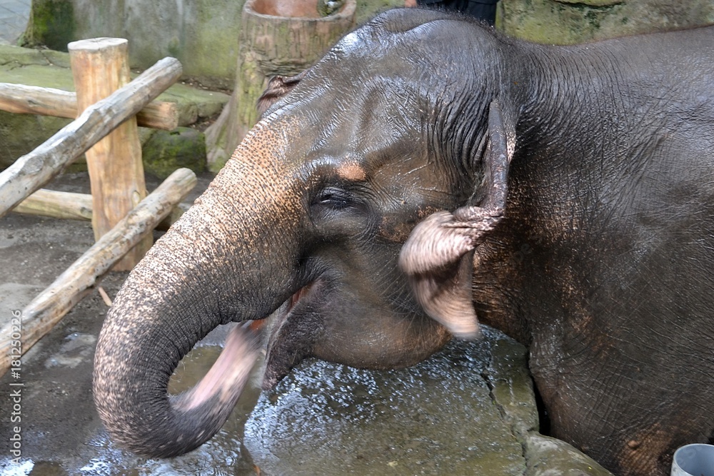The head of an elephant. Indonesia