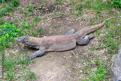 Lying Komodo dragon. Indonesia