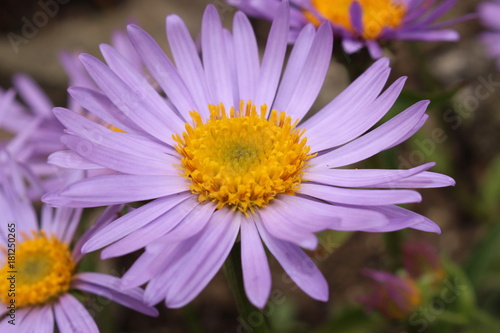 Purple-blue  Farrer s Aster  flower with orange disc in St. Gallen  Switzerland. Its Latin name is Aster Farreri  Syn Erigeron Farreri   native to western China and Tibet.