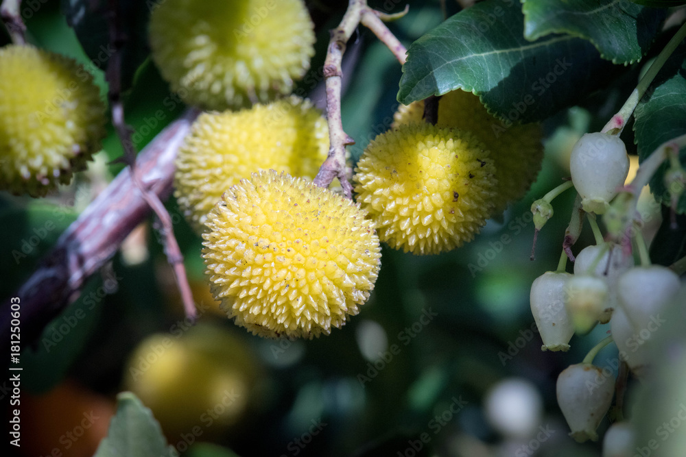tree with ripe tropical multicolored fruits, lychees tree with ripe tropical multicolored fruits, lychees