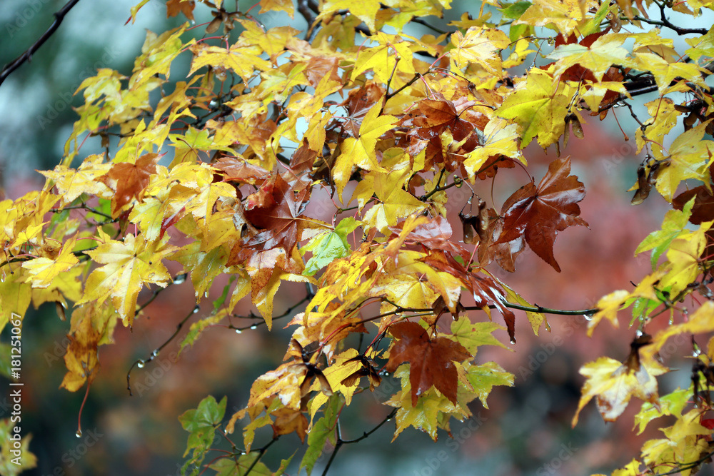 Obraz premium Yellow brown and green Japanese Maple Leaf on the tree after rain. The leaves change color from green to yellow, orange and red in autumn.