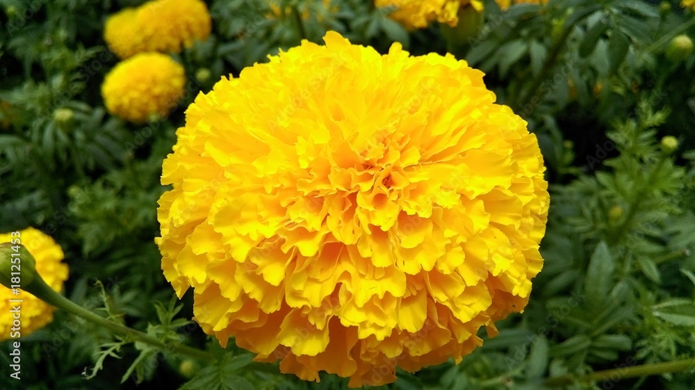 Lush yellow flower. Indonesia