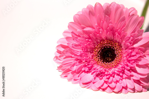 Fototapeta Naklejka Na Ścianę i Meble -  Gerber. Beautiful pink flower. Summer plant. Macro.