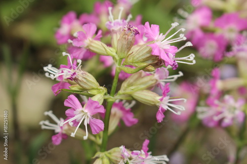 "Chuntien Campion" flowers (or Catchfly, Chuntien-Leimkraut) in St. Gallen, Switzerland. Its Latin name is Silene Chungtienensis (Syn Melandrium Chungtienense), native to Yunnan in China. © RukiMedia