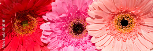 Three pink gerbera daisy flowers. The image is isolated. White background.