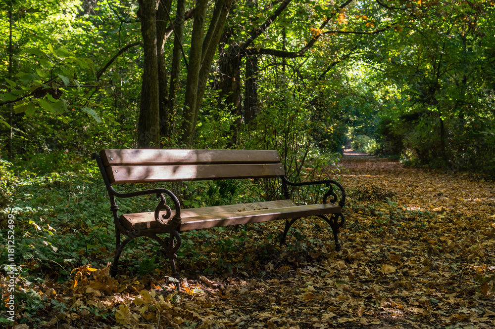 Forest landscape with bench and pathway in autumn