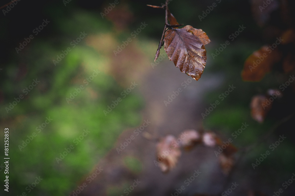 Fototapeta Pojedynczy liść, w lesie Harz
