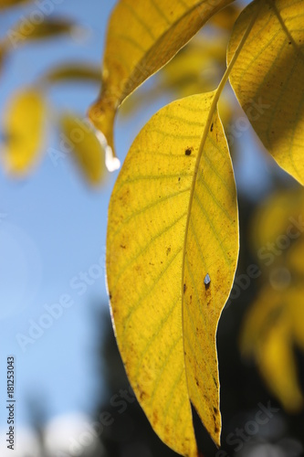 Blatt im Himmel