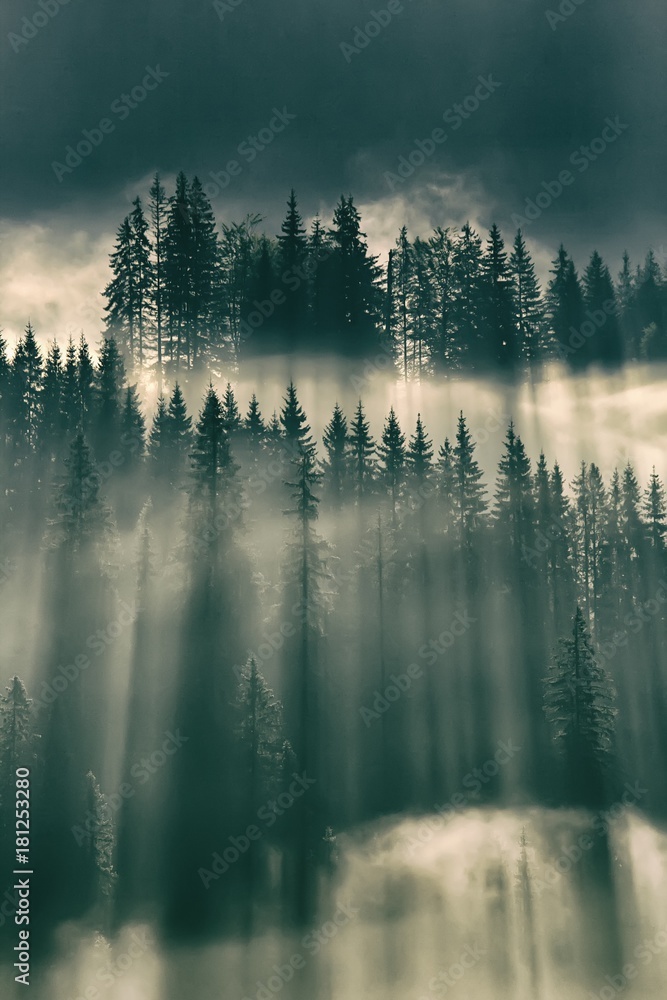 Sun shining through fog in the forest on mountain slopes - obrazy, fototapety, plakaty 