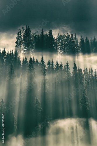 Sun shining through fog in the forest on mountain slopes