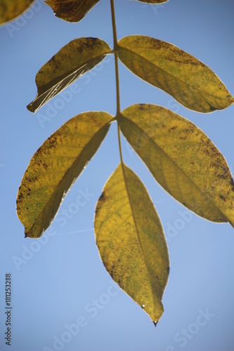 Blatt im Himmel