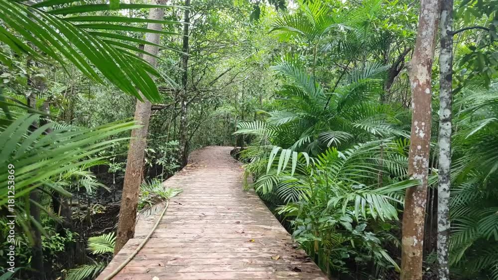 Trekking trail leading through jungle landscape of deep tropical mangrove forest with concrete walkway at Pa Phru Tha Pom Khlong Song Nam (Krabi Province, Thailand)
Trekking trail leading through jungle landscape of deep tropical mangrove forest with concrete walkway at Pa Phru Tha Pom Khlong Song Nam (Krabi Province, Thailand)