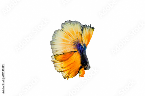 The back of half moon tails fighting fish, Blue body and yellow fin. While it was swimming similar to ballet dancers. Look gorgeous and beautiful.