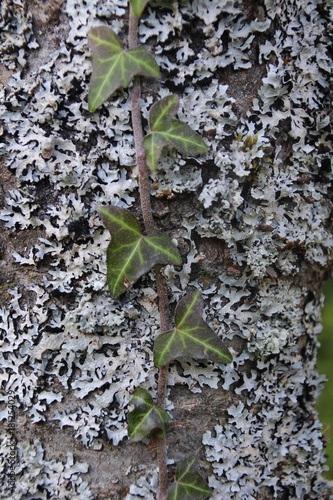 Efeu am Baum