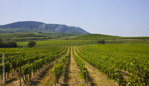 Big vineyard at a foot of Tatra mountains, Slovakia photo