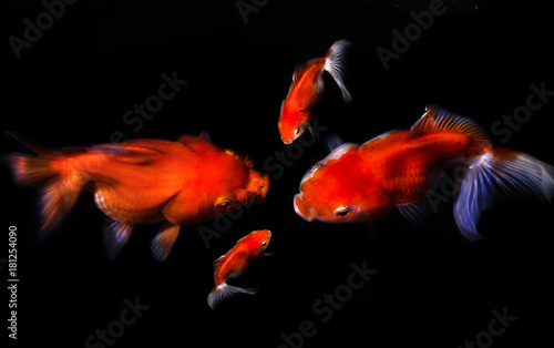 goldfish on black background.