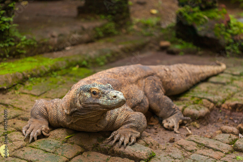 Komodo Dragon © Igor Dmitriev