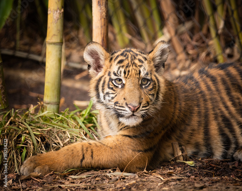 Fototapeta Naklejka Na Ścianę i Meble -  Four month old Sumatran Tiger Cub in the bamboo
