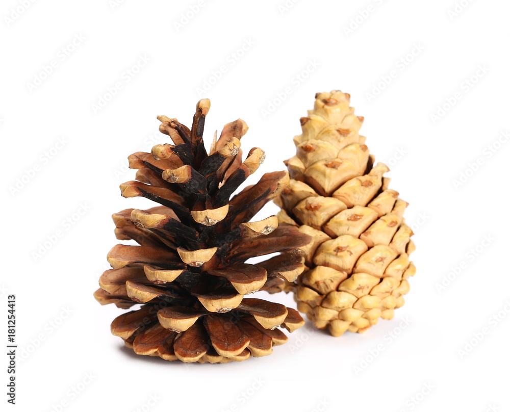 Pine cones isolated on white Pine cones isolated on white