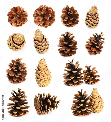 Set of cones of coniferous trees isolated on white