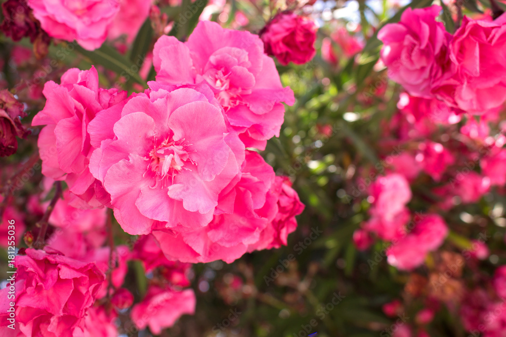 Bush. Beautiful pink flowers. Mediterranean tropical plant. 