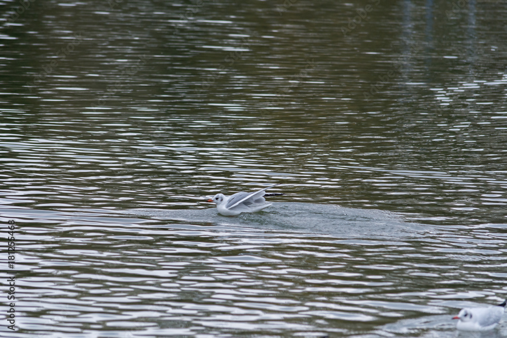 Möge im Wasser Möge im Wasser