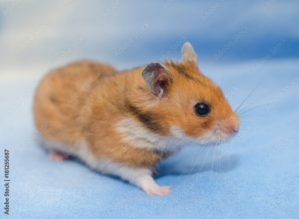 Cute tiny Syrian hamster on a bright blue background Cute tiny Syrian hamster on a bright blue background