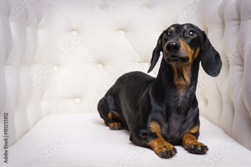 cute dog Dachshund breed, black and tan, lies in a white armchair and looking away