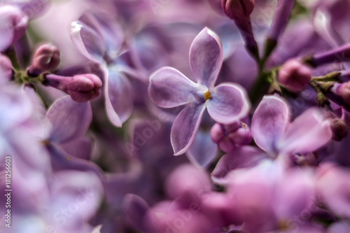 Purple spring © Svetlana