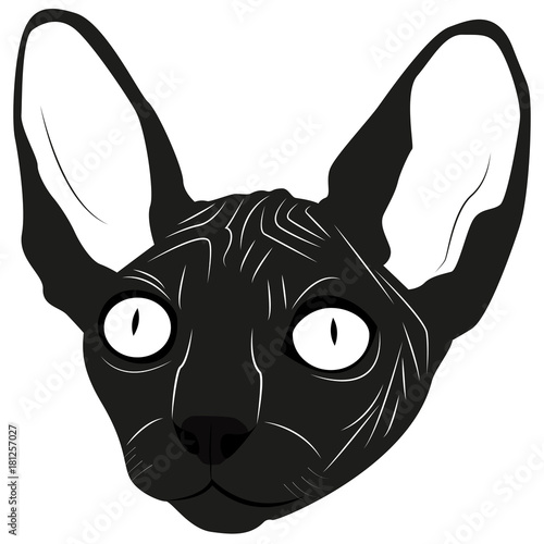 Image of the head of the cat of the sphinx breed for retro logos, emblems, badges, labels template vintage design element. Isolated on white background