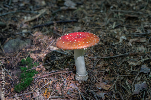 Beautiful amanita mushroom in the alpine forest. Italy.