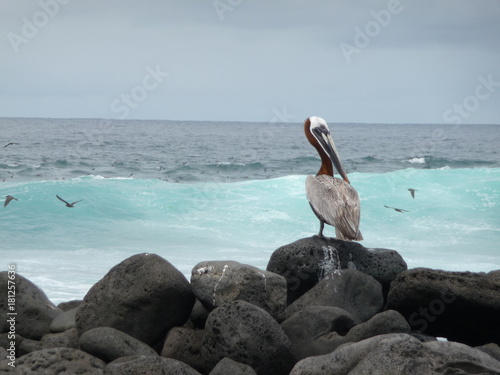 Pelican in a beautiful landscape