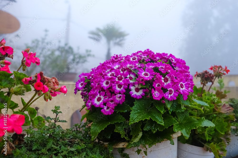 Delosperma lydenburgense, Mesembryanthemum crystallinum