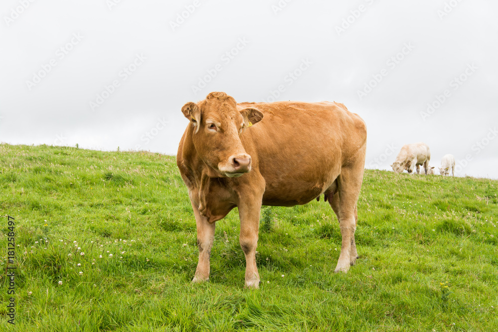 Landscapes of Ireland. Cows grazing near Cliffs of moher Landscapes of Ireland. Cows grazing near Cliffs of moher