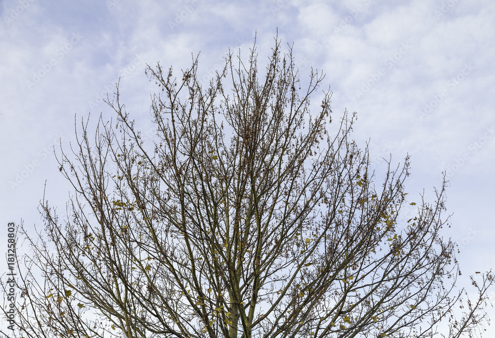 Last Leaves Of Autumn / An image of the last few autumn leaves desperately clinging to a Sycamore tree. Last Leaves Of Autumn / An image of the last few autumn leaves desperately clinging to a Sycamore tree.