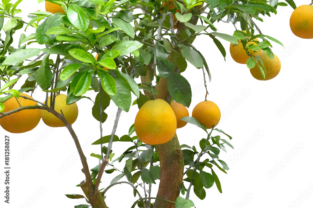 Pomelo fruit hang on the tree in garden,isolate on white background and copy space