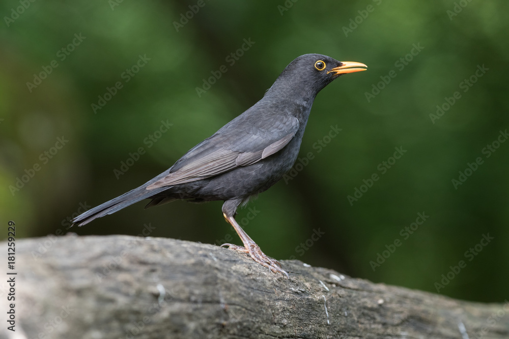 Obraz premium Common blackbird