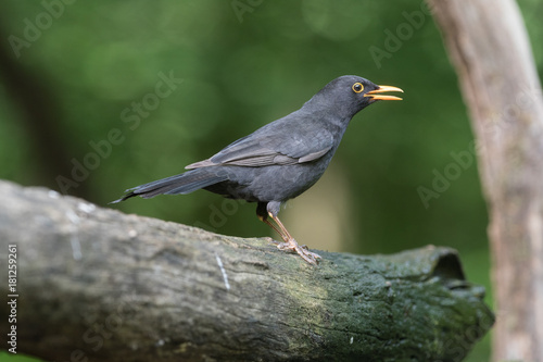 Common blackbird © Johannes Jensås
