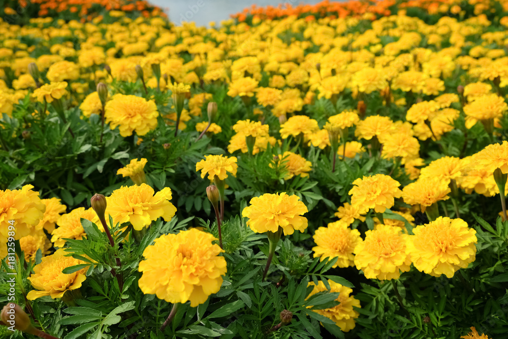 Marigolds Flower Field Marigolds Flower Field