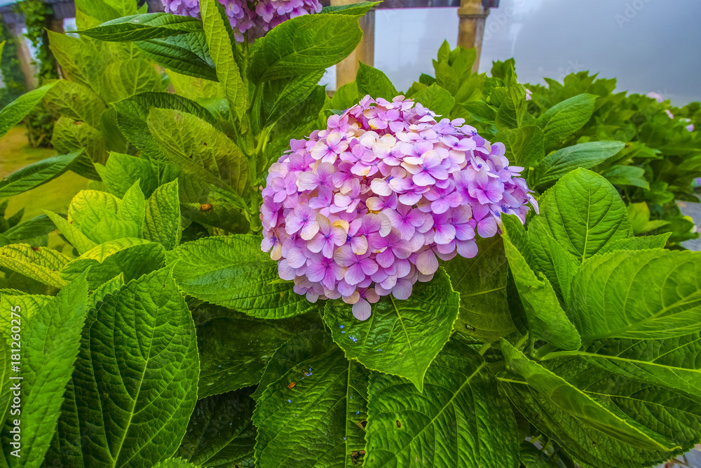 Pink hydrangea flower or Hydrangea macrophylla Pink hydrangea flower or Hydrangea macrophylla