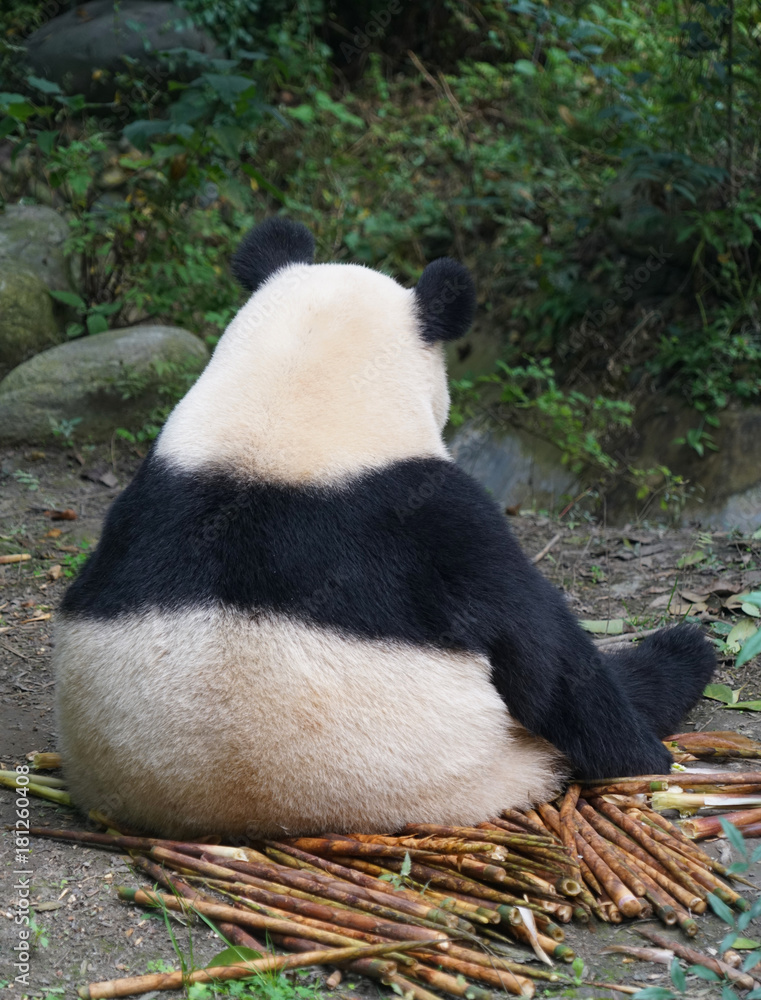 Obraz premium Tylna panda wielka siedząca na zewnątrz, jedzenie pędu bambusa