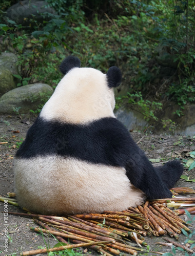 Fototapeta Naklejka Na Ścianę i Meble -  Back of giant panda sitting outdoor eating bamboo shoot