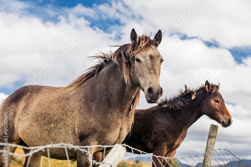 Horses near Connemara National Park, Co. Galway, Ireland are much enjoying this spectacularly beautiful part of the world © Bartkowski