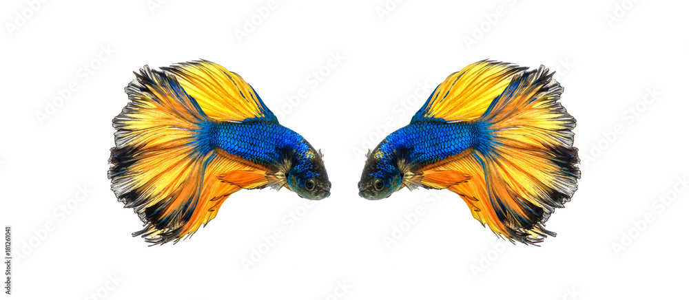  siamese fighting fish, betta splendens isolated on white background