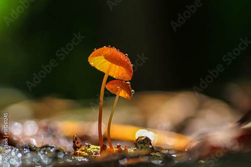 orange mushrooms, Marasmius siccus or umbrella mushroom