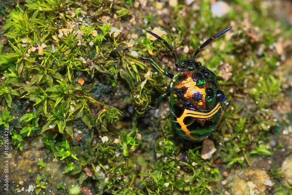 green lady bug on grass or Jewel beetle, Metallic wood-boring beetle, Buprestid
