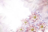 Floral pink-white-violet  beautiful background.  Flower composition. Greeting card for the holiday from the flowers of dahlias.  Nature.