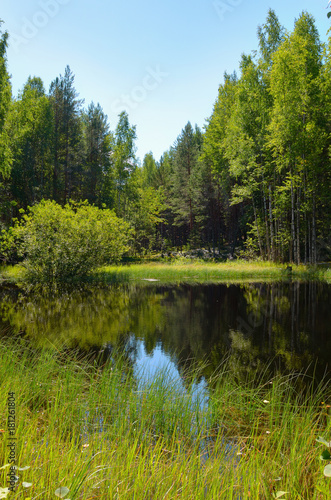 Wild forest lake in Sunny day surrounded by green grass, the reflection of sky and trees in the water.