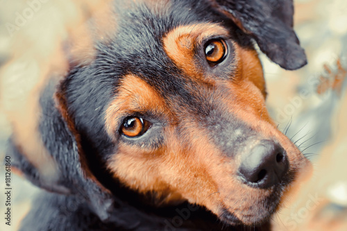 Stray dog close up
